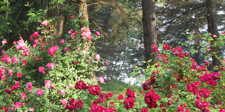 Cottage 1 photo 4